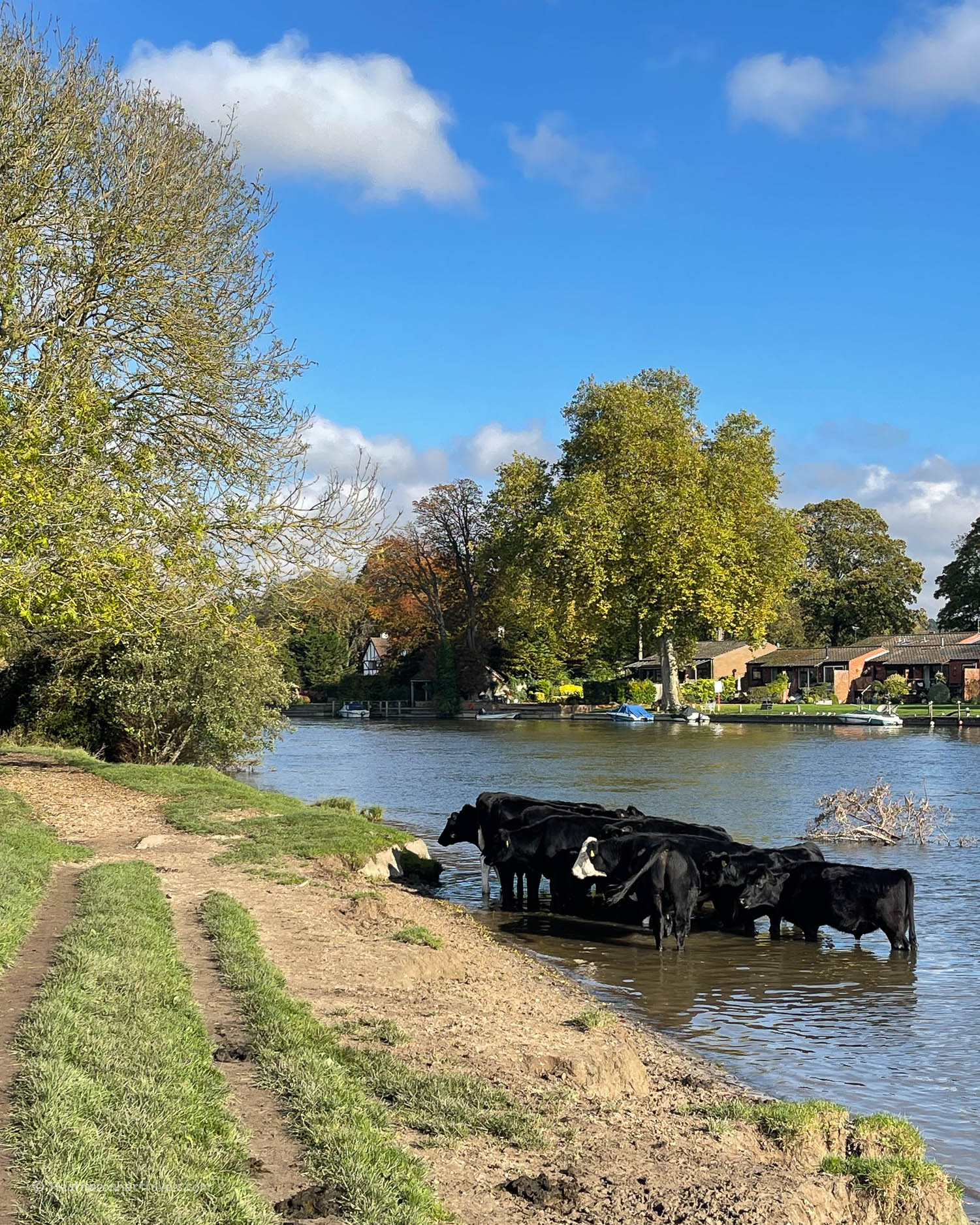 Cows near Cookham - Hiking on the Thames Path National Trail Photo_ &copy; Heatheronhertravels.com