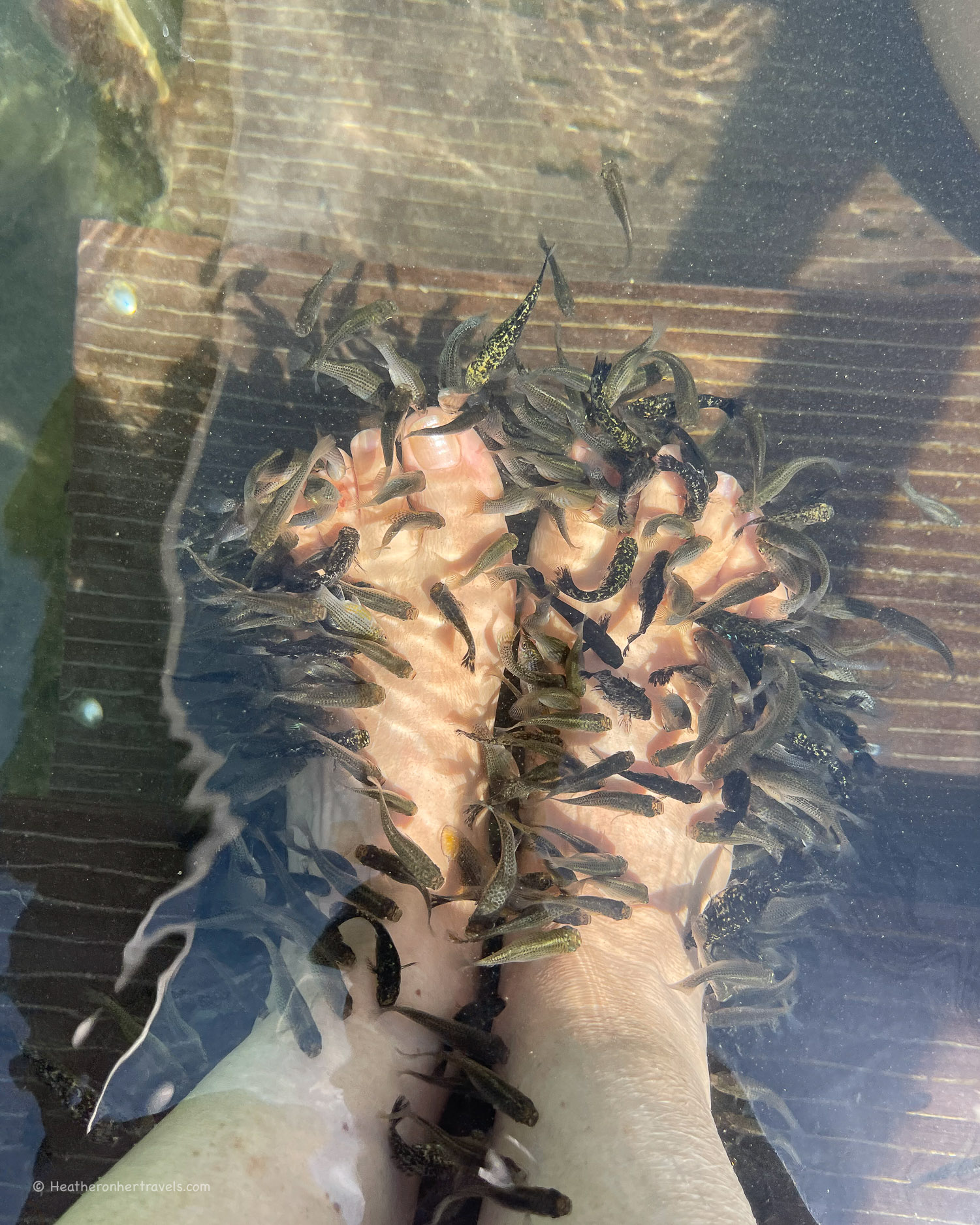 Fishes at Lake Vouliagmeni near Athens &copy; Heatheronhertravels.com