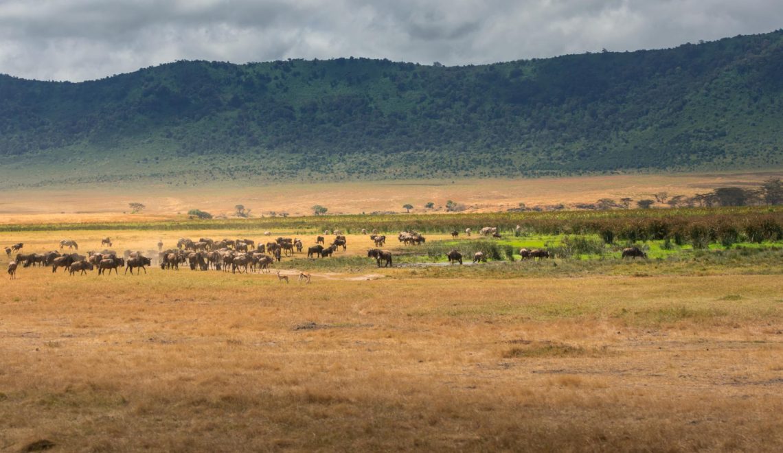 herd-of-wildebeest-in-the-crater-grassland-of-the-ngorongoro-conservation-area-tanzania-africa