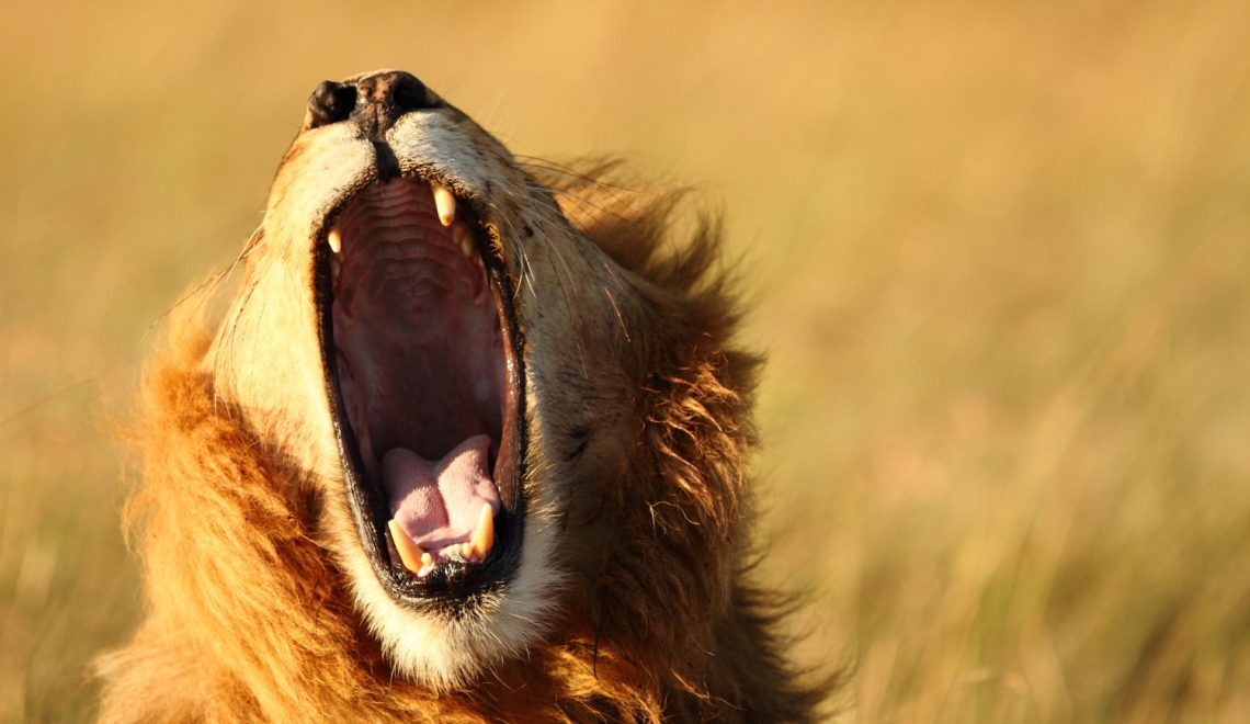 shot-of-a-lion-yawning